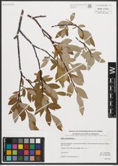 Foto von Salix phylicifolia L.